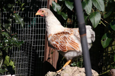 Pollo in piedi su roccia