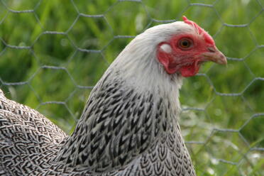 Pernice argentata Wyandotte Bantam