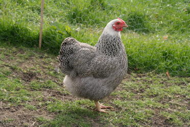 Pernice argentata Wyandotte bantam