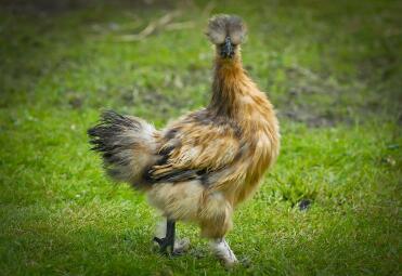 Partridge Silkie