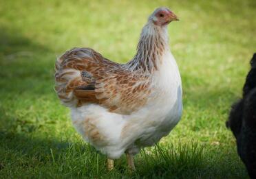 Salmone Wyandotte Pullet