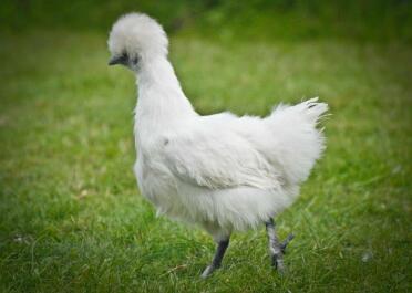 White Silkie Pullet