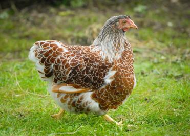 Pullet Wyandotte con lacci Splash Red