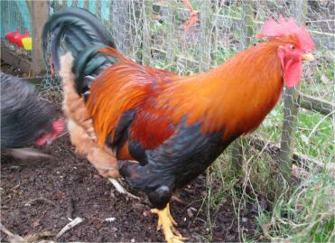 Pollo che guarda fuori dalla corsa