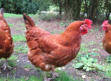 3 Gingernut ranger galline in giardino