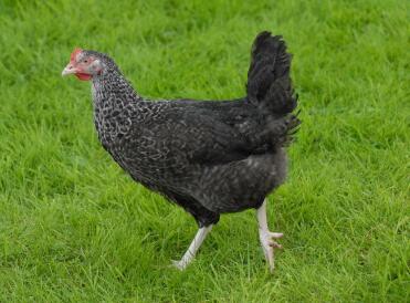 Pullet Speckeldy