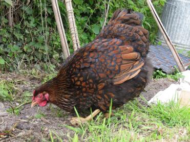 Pollo in giardino