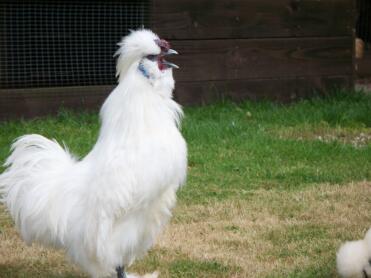 Galletto Silkie barbuto bianco in miniatura