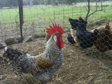 Galletto e galline si dividono