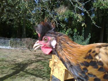 Primo piano del pollo