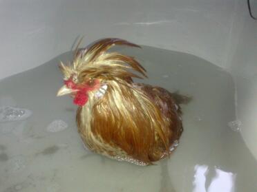 Pollo in bagno