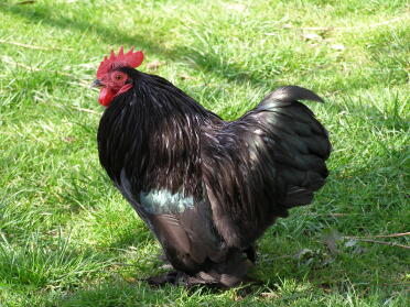 Gallo su erba