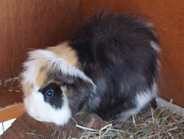 Guinea