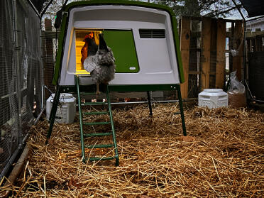 Pollo che si dirige verso la notte