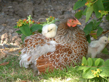 Gallina wyan blu con i loro pulcini seduti