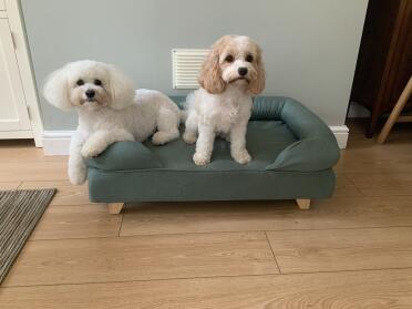 I miei due adorano il loro letto a bolster ❤️