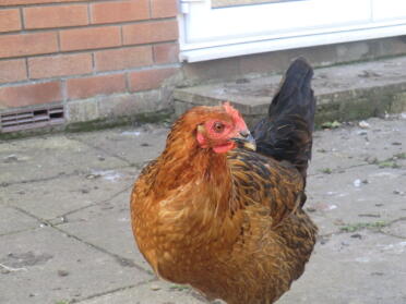 il mio pollo di roccia nera chiamato stella