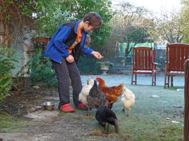 Mio figlio James dà da mangiare alle galline e al coniglio