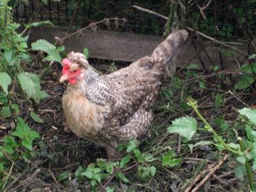 Pollo alla panna in giardino