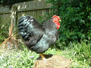 Pollo in posa su ceppo d'albero in giardino