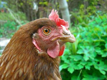 Primo piano del pollo