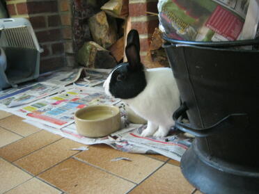 septimus bevendo qualcosa in cucina