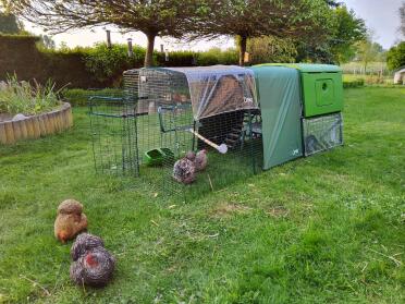 Galline felici presso la famiglia de smedt