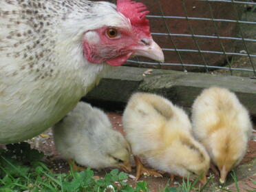 Gallina con i suoi pulcini