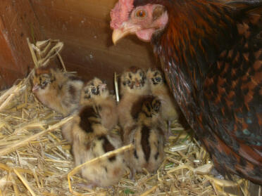 Friesian Chicks & Mum