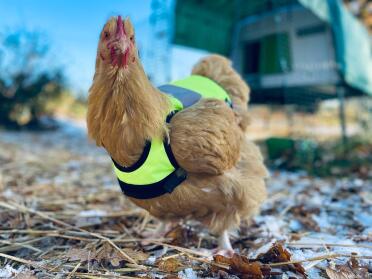 Pepite in gilet giallo 