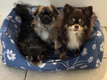 Flynn, minnie e cliff