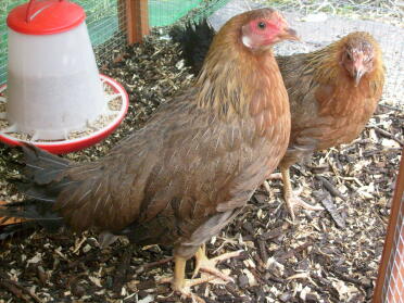 bantam livornese