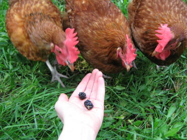 3 galline che guardano le more in mano