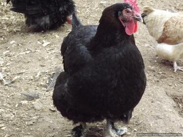 Gallina Marans Nero Rame