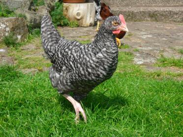 Cuculo Maran Cockerel (8 settimane)