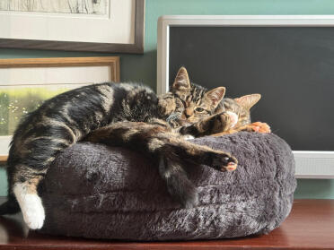 Junie e coco si Godono il loro posto preferito per le coccole