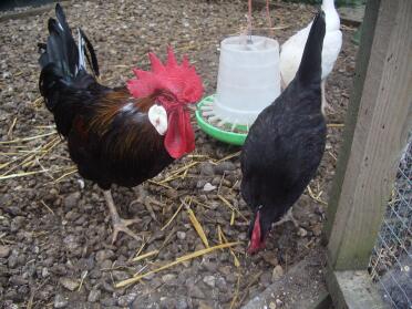 Gallina e gallo nella corsa