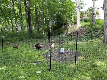 Rocky e le sue signore si Godono il loro pollo Omlet.