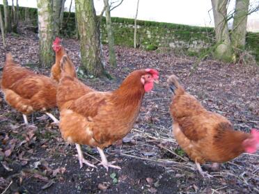 Galline del bosco in libertà alla ricerca di vermi