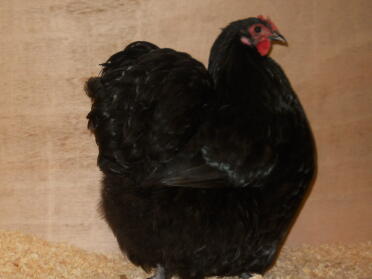 Gallina nera di Orpington