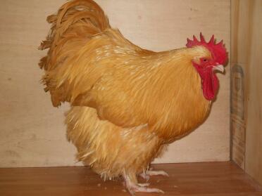 Buff Orpington Maschio