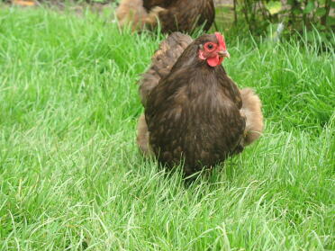 cioccolato orpington bantam