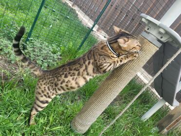 Albero dei gatti sotto, erba gatta dietro