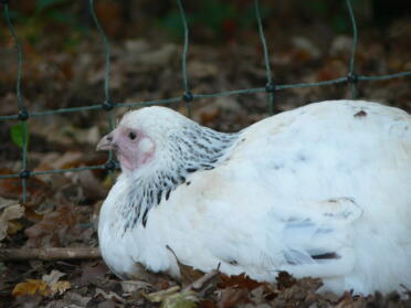 Pollo seduto accanto a Omlet recinto per polli