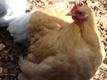 Buff pekin gallina