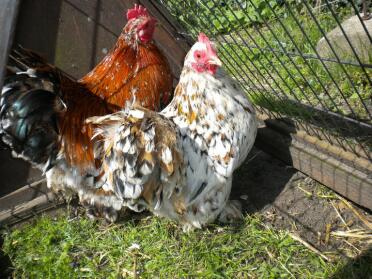 Coppia Mille Fleur Pekin