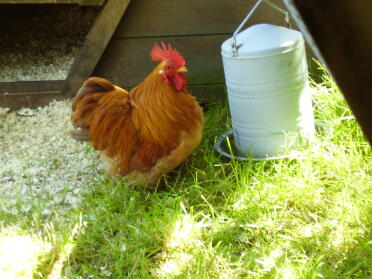 Muffin, il nostro galletto di pekin allo zenzero allevato in casa