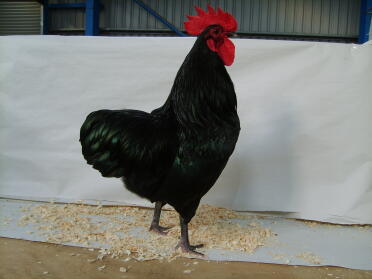 Pollo in posa