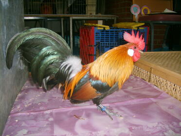 Gallo in posa