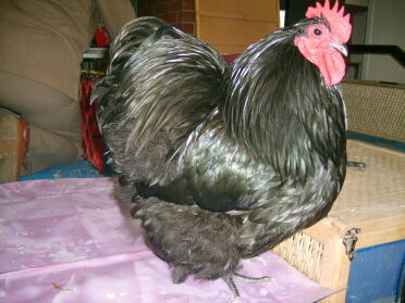 Pollo in posa